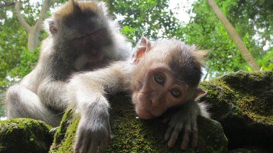 Ubud Monkey-skogen